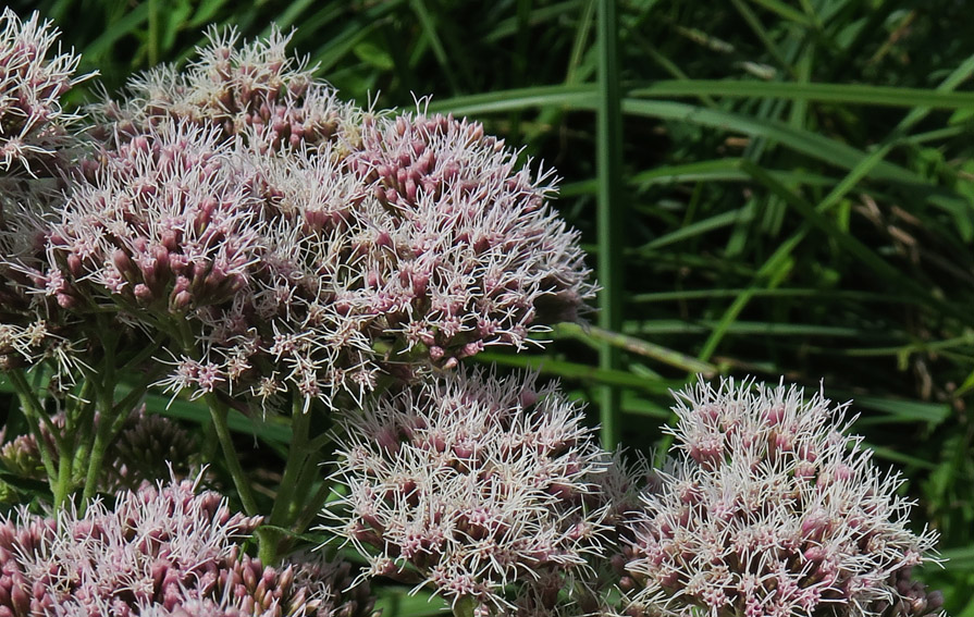 Eupatorium3