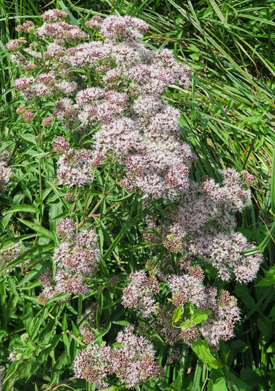 Eupatorium1