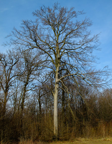 Fagus1