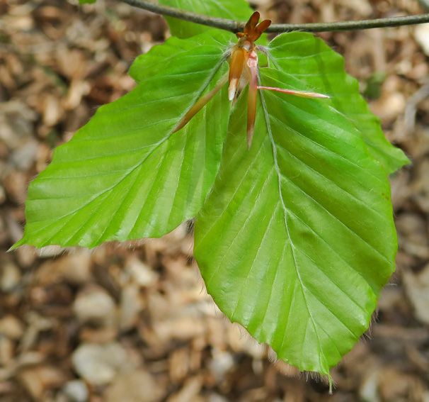 Fagus4