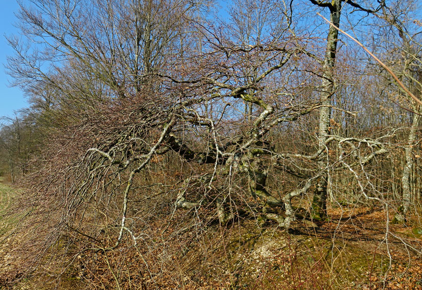 Fagus19