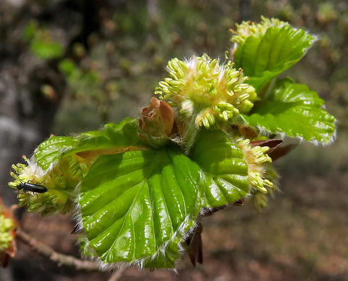 Fagus4a1