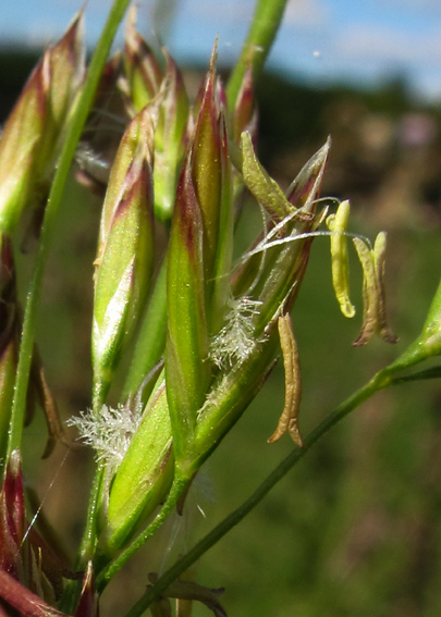 Festuca11
