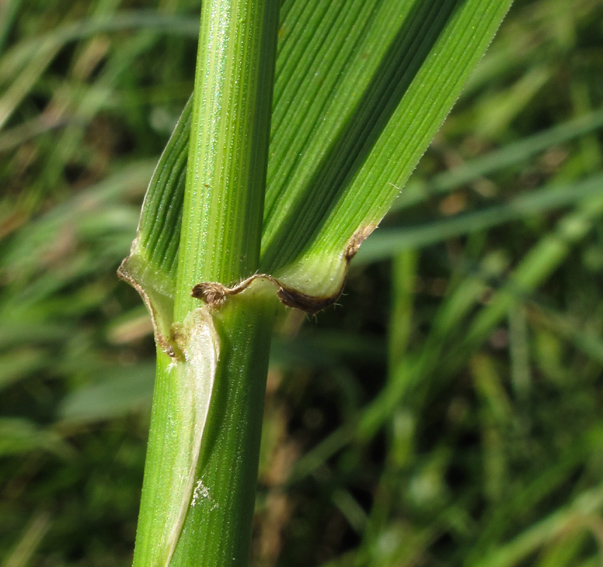 Festuca7