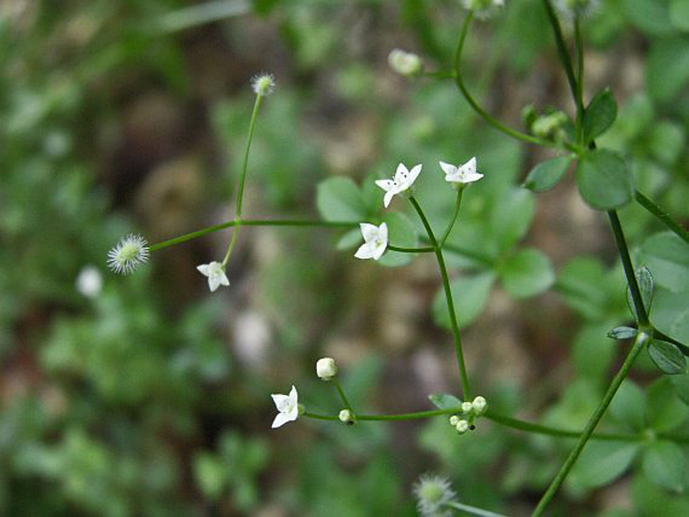 Galium14