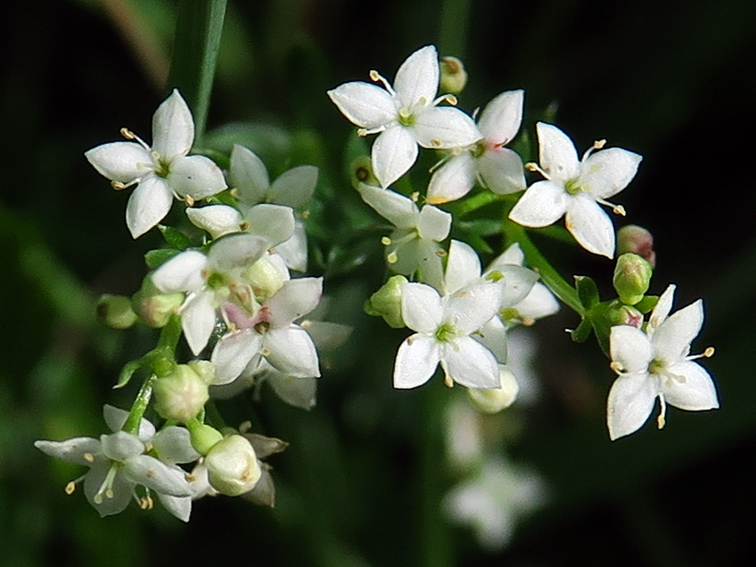 Galium13