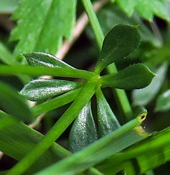 Galium8