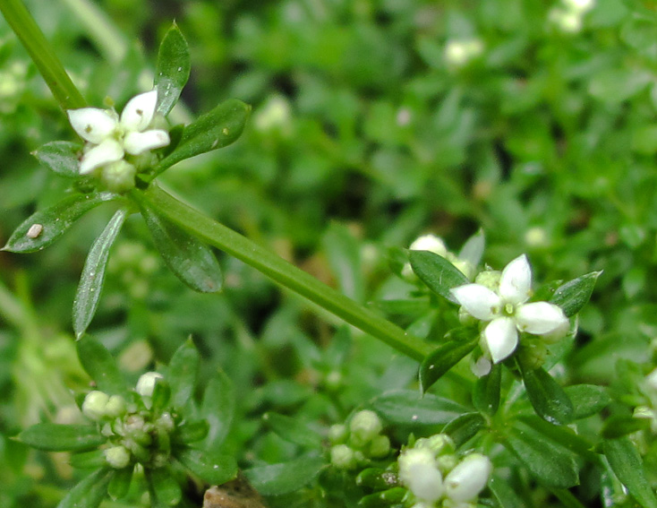 Galium6