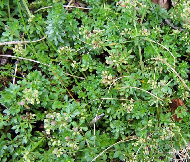 Galium5