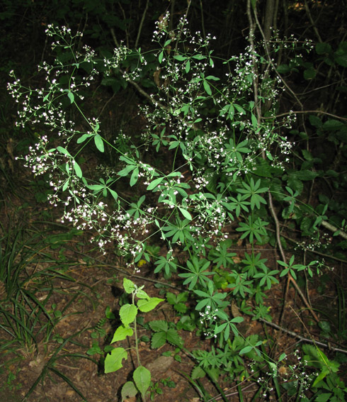 Galium1