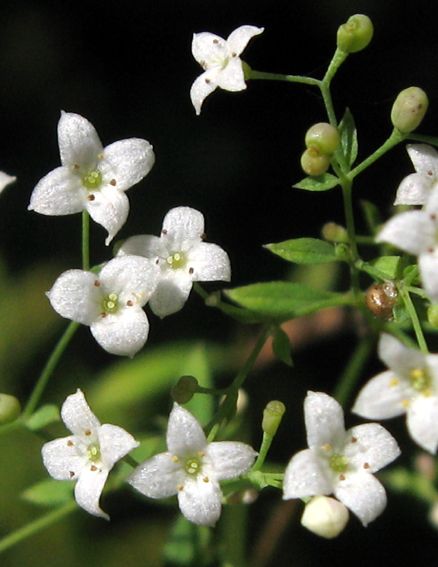 Galium3