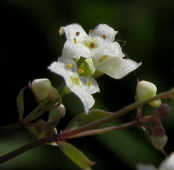 Galium4