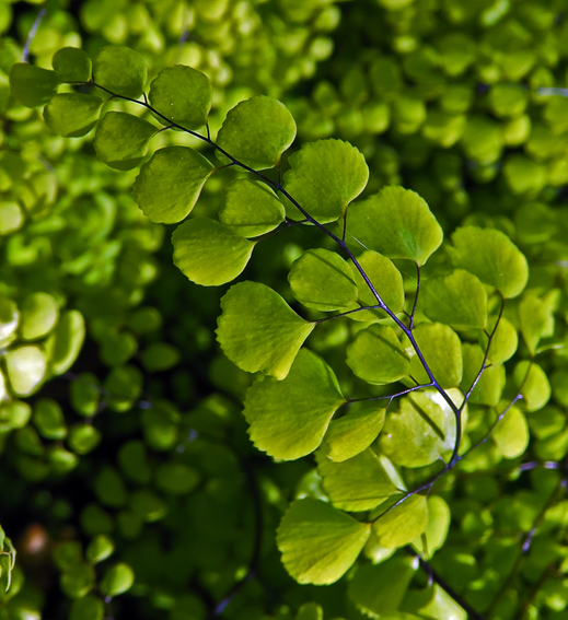 adiantum2