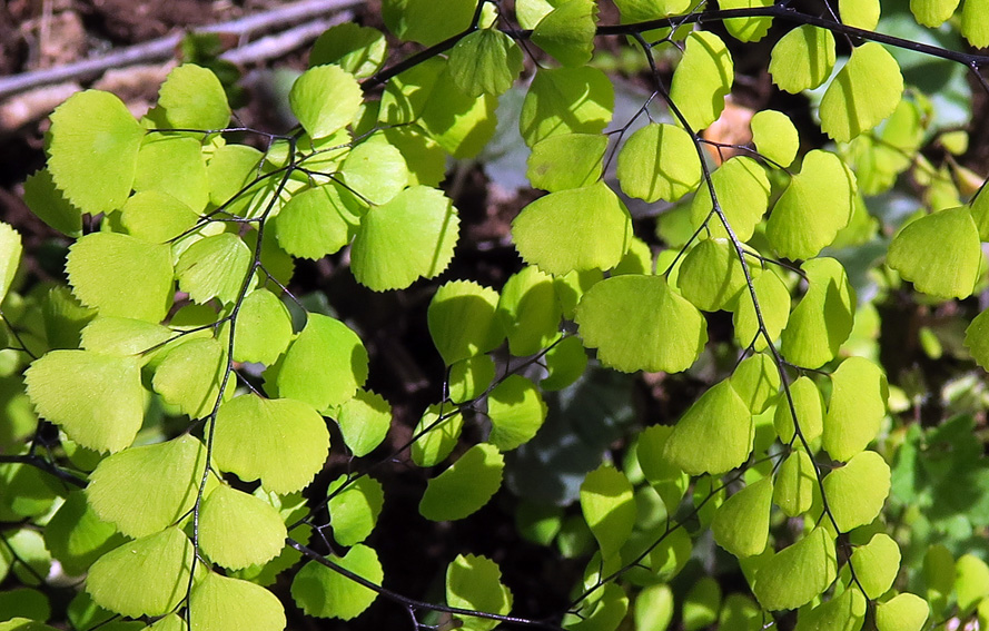 Adiantum3