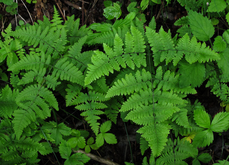 Gymnocarpium1