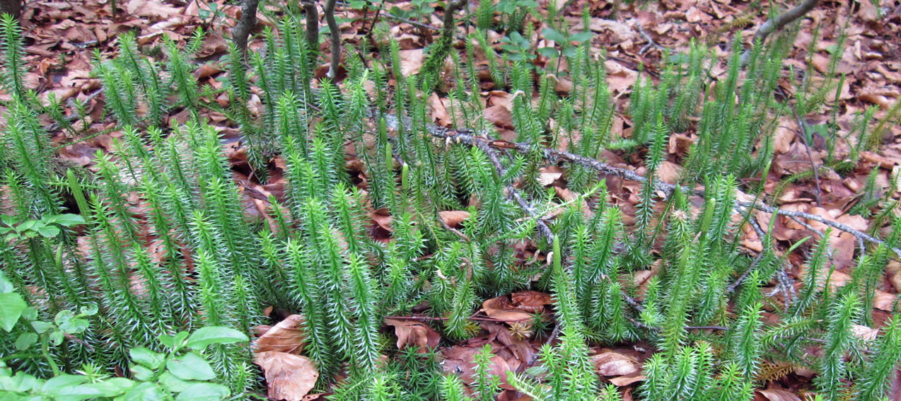 Lycopodium1c