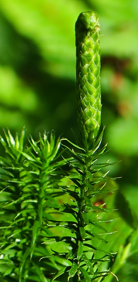 Lycopodium1b1