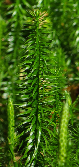 Lycopodium1b