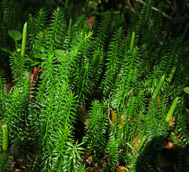 Lycopodium1