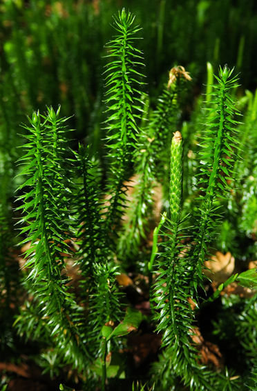 Lycopodium1a