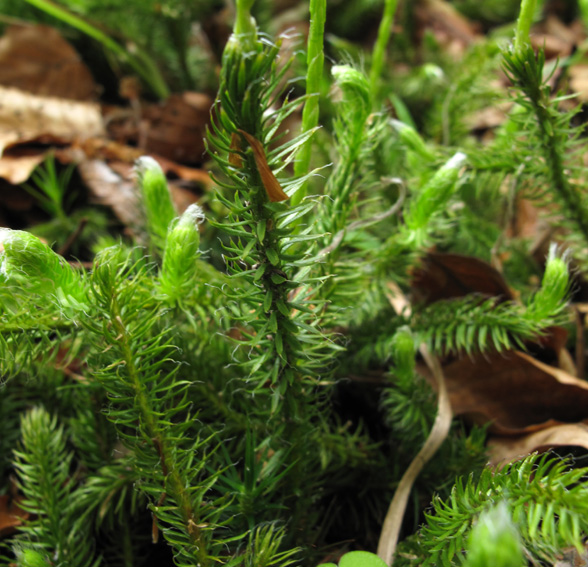 Lycopodium2