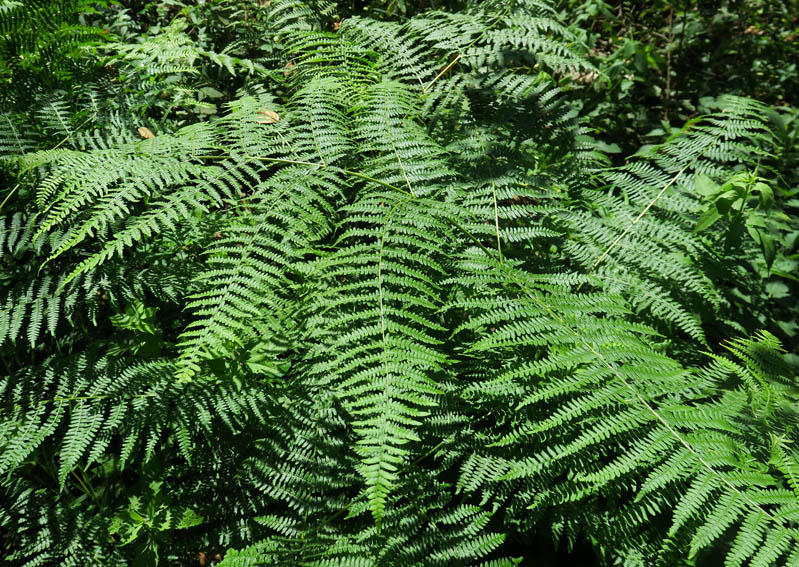 Pteridium0