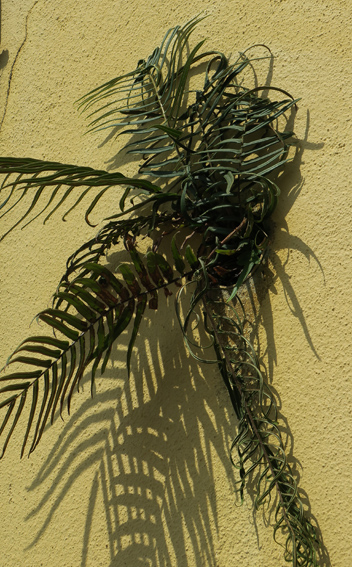 Pteris1