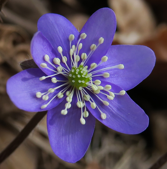 Hepatica3c