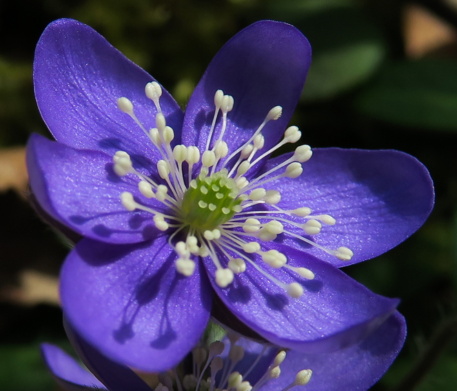 Hepatica7