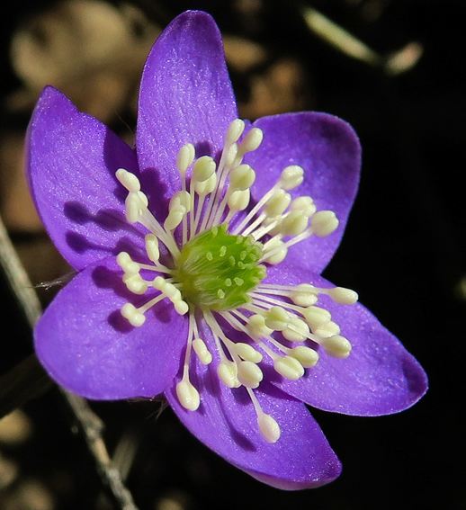 Hepatica6