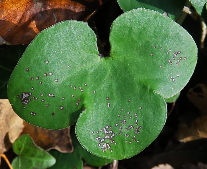 Hepatica2