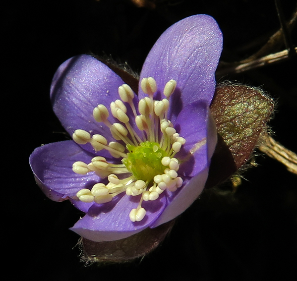 Hepatica5