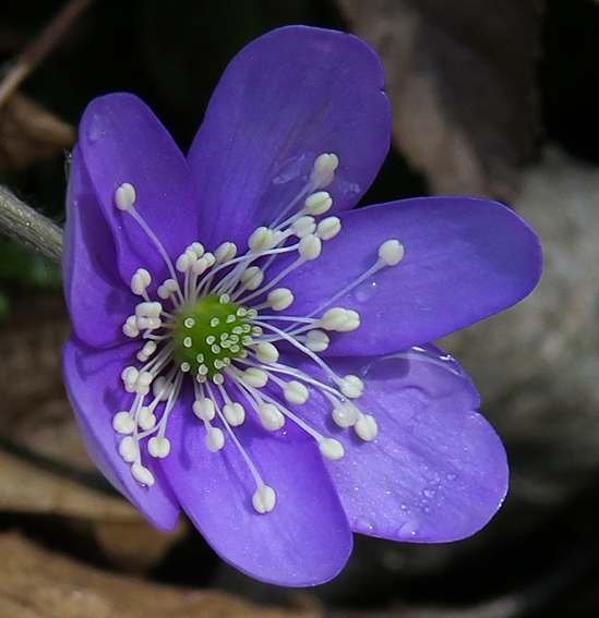 Hepatica3