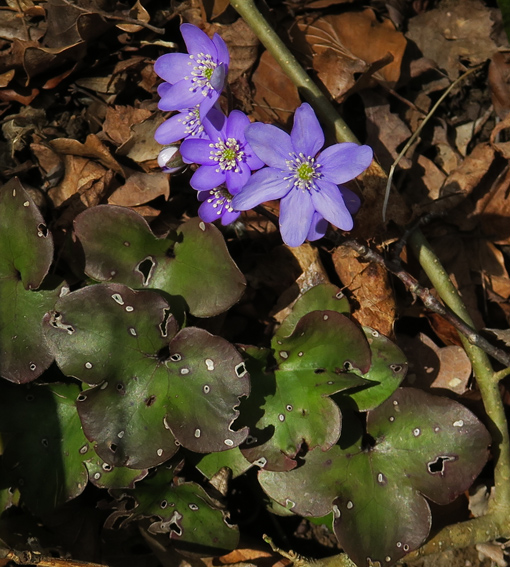 Hepatica1