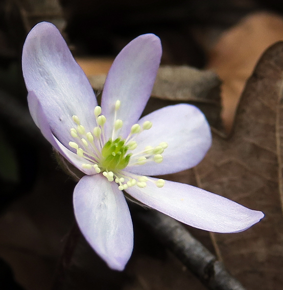 Hepatica4