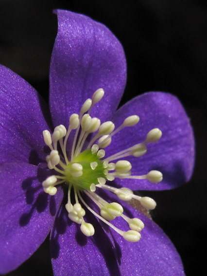 Hepatica3b