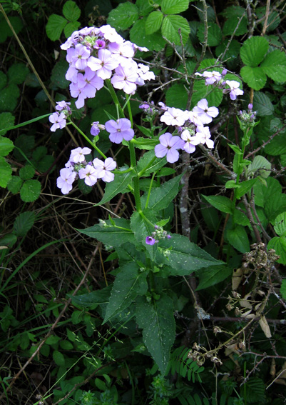 Hesperis1