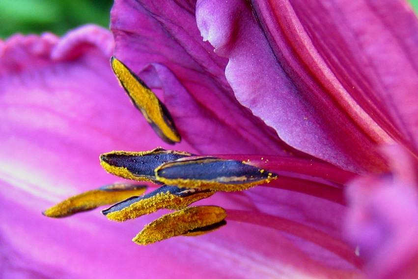 Hemerocallis4