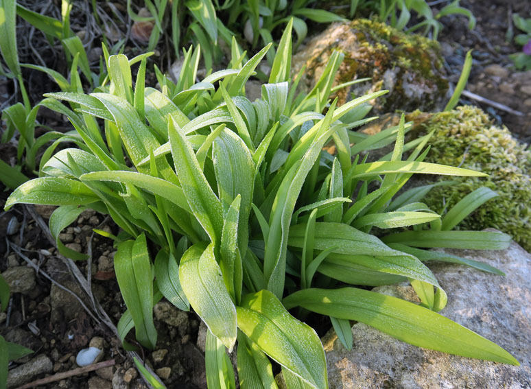 Hemerocallis0