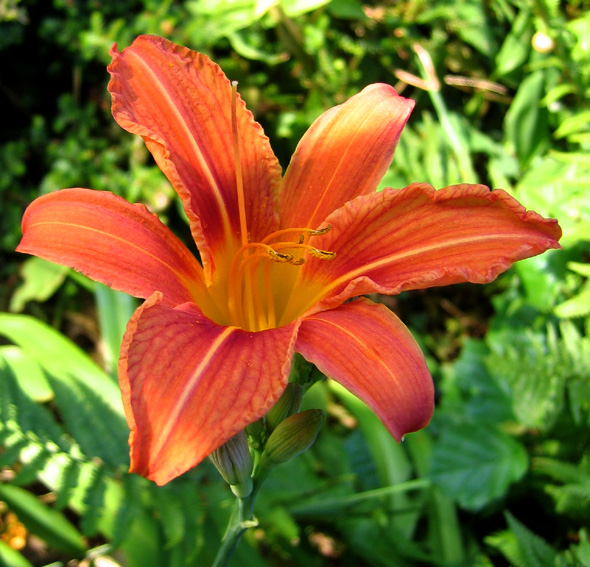 Hemerocallis1