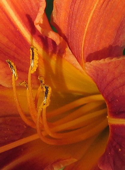 Hemerocallis2