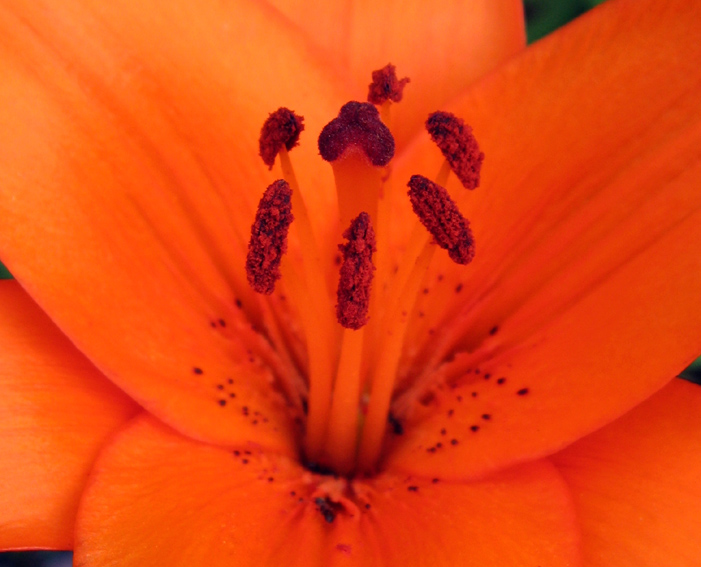 Lilium3