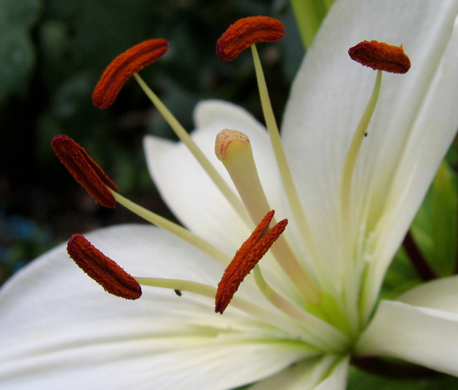 Lilium1