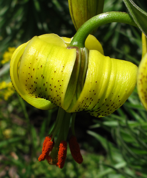 Lilium0e