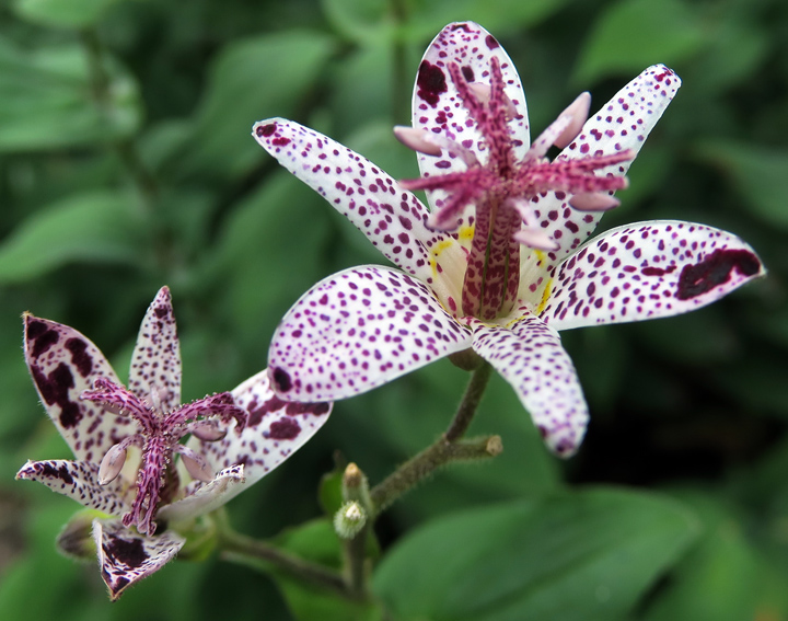 Tricyrtis3