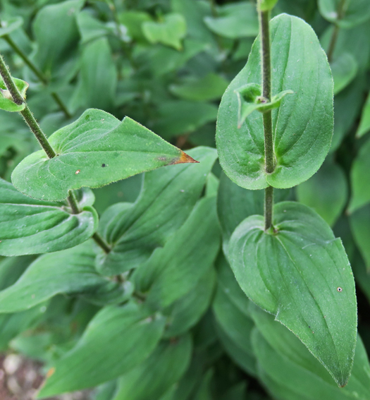 Tricyrtis2