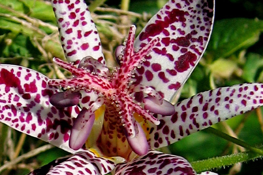 Tricyrtis1