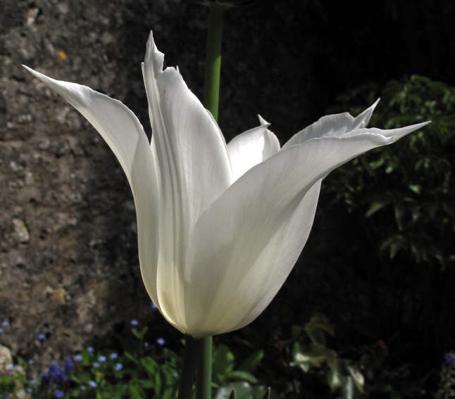 Tulipa4