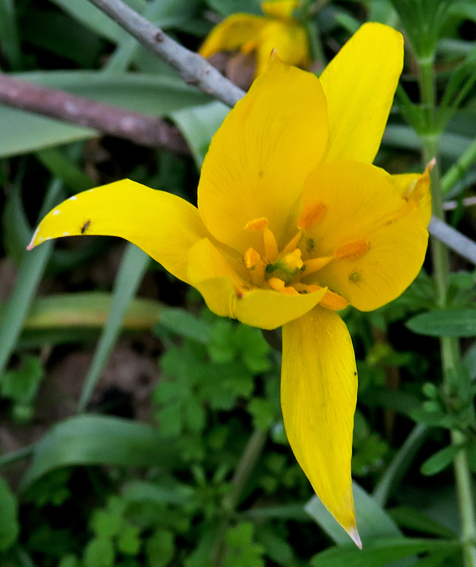 Tulipa0c