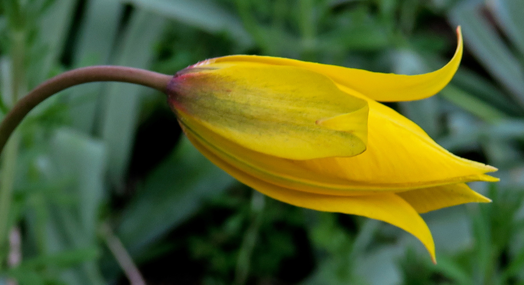 Tulipa0a